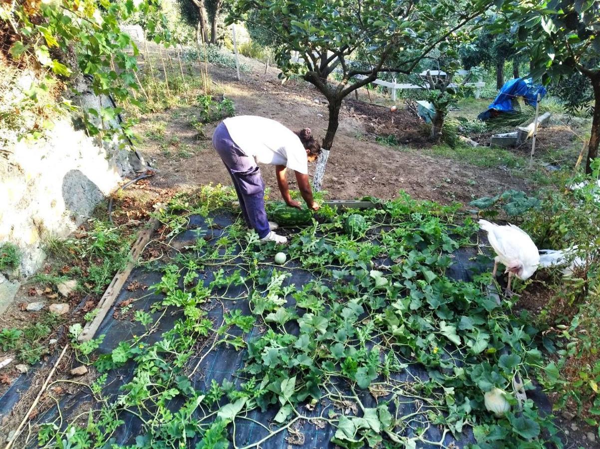 Agrifazenda Bed & Breakfast Cogoleto Bagian luar foto